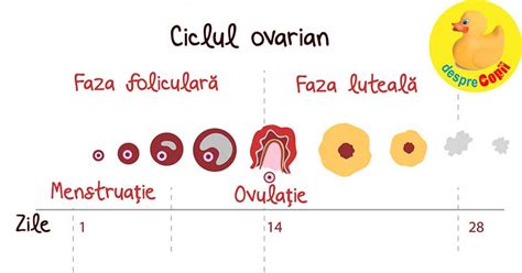 Infografic: fereastra fertila si cum se determina ovulatia