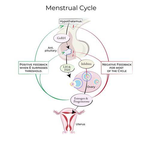 Diagramă feedback hormonal hipotalamus-hipofiză-testicule/ovare