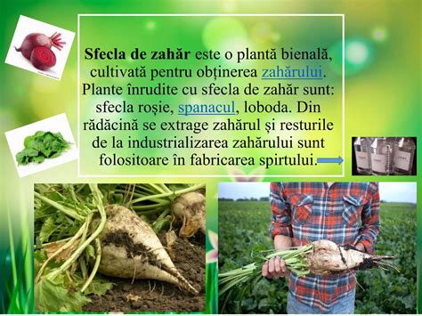 Diagramă cu nutrienții din sfecla roșie benefică pentru bebeluși