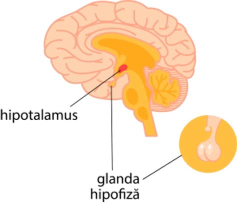 Infografic: Cum acționează citratul de clomifen în hipotalamus, hipofiză și ovar