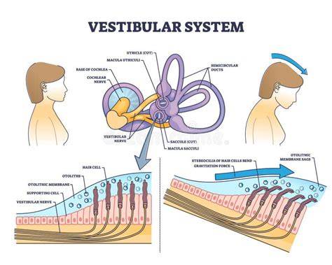Diagramă schematică a structurii testiculare și a fluxului Doppler