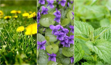 Plante medicinale folosite în fitoterapie