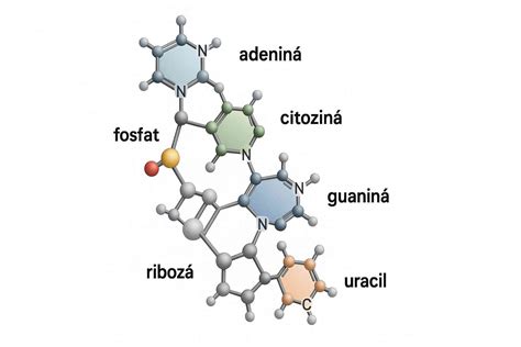 Structura moleculară a procalcitoninei