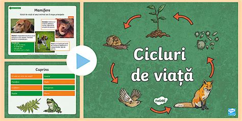 Infografie: cicluri ale vieții și lanțuri alimentare, însoțite de imagini clare și etichete
