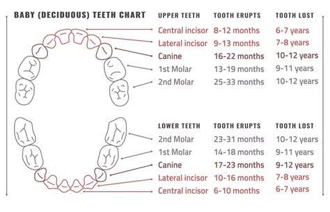 Schema dezvoltării dentiției la copii