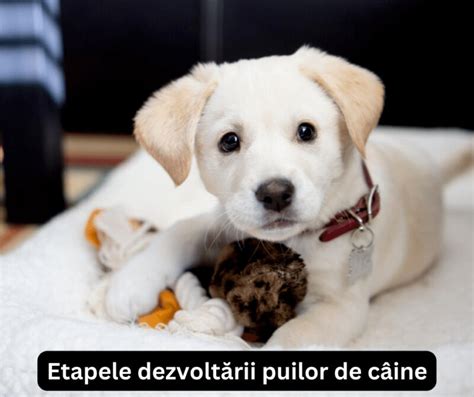 Ilustratie: dezvoltarea puilor de caine de la nastere pana la socializarea timpurie