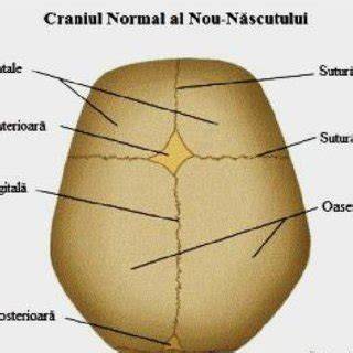 Infografic: Suturi craniene si fontanele la nivel fetal - rol în creșterea capului