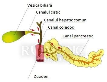 Infografic: Calea bilei de la ficat la intestin cu posibile obstacole