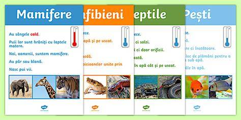 Schema de clasificare a scaunelor auto pe grupe