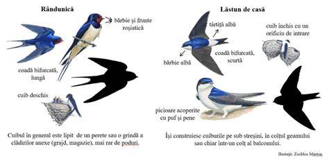Infografic: staționarea cuiburilor de rândunică sub acoperiș și principalele semnificații culturale