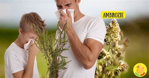 Infografic: ciclul alergiei si impactul sarcinii asupra simptomelor