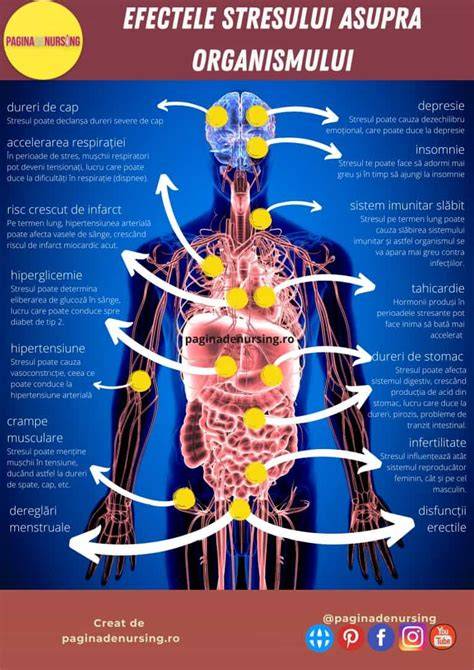Infografic: Configurarea axei hipotalamo-hipofizo-suprarenale și efectul stresului asupra fătului