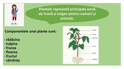 Infografie: Componentele cheie ale graului spelta și procesul de decojire