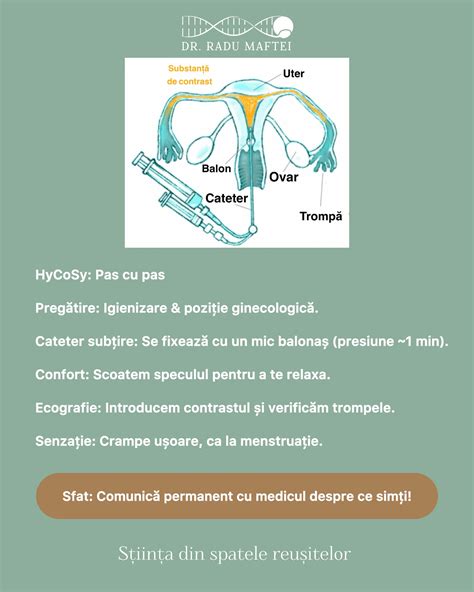 Infografic: Etapele embriotransferului si pregatirea endometrului