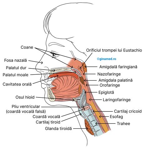 Anatomia urechii, nasului și gâtului la copii