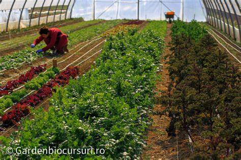 Stafidele: varietăți, proveniență și utilizări în bucătărie