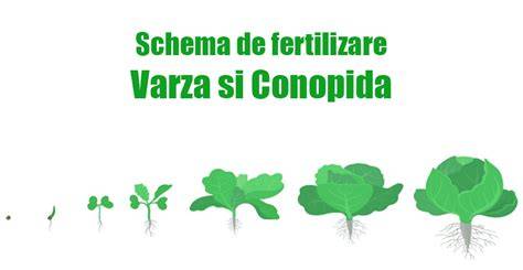 Schema: de la fertilizare la formarea individualității genetice