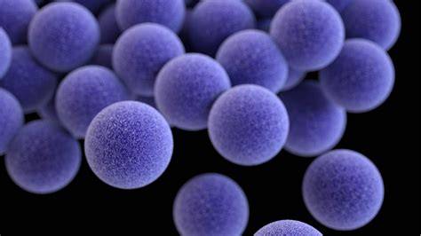 Infografic: Moduri de transmitere a Staphylococcus aureus