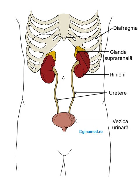 Anatomia sistemului urinar uman