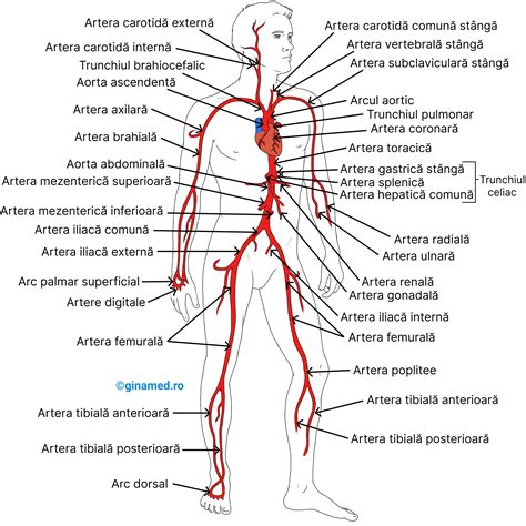 Schema care ilustrează cum un cheag de sânge blochează artera cerebrală