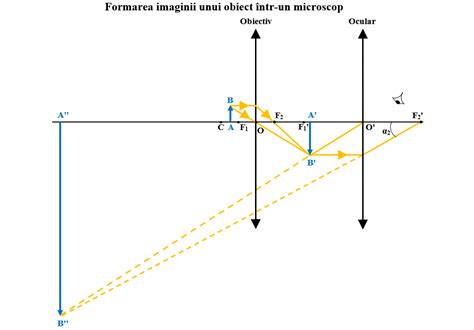 Diagrama orientării imaginii ecografice la cal