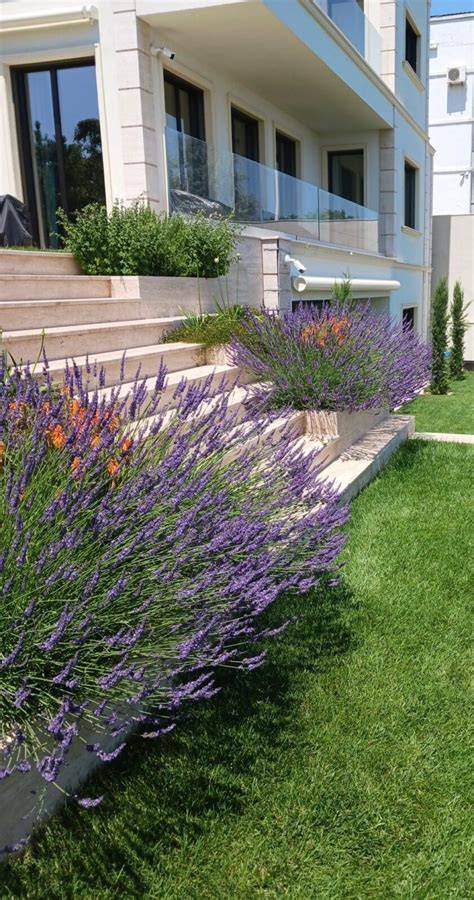 Lavanda repelentă în grădină