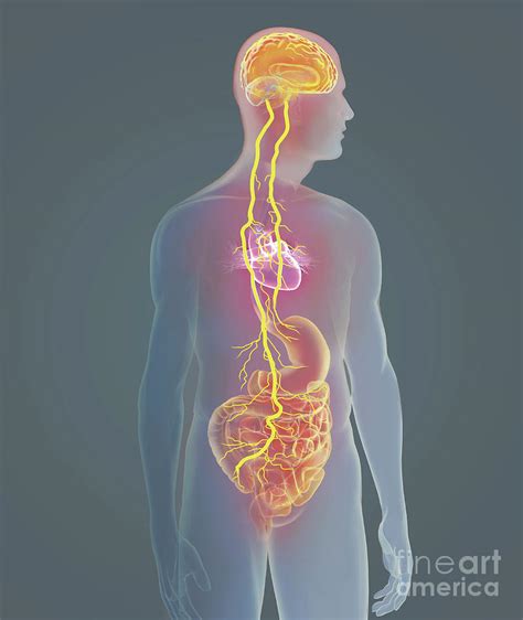 Ilustrație a reflexului vasovagal