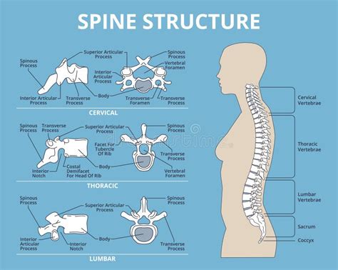 Infografic - structura spitalului și fluxul îngrijirilor pediatrice