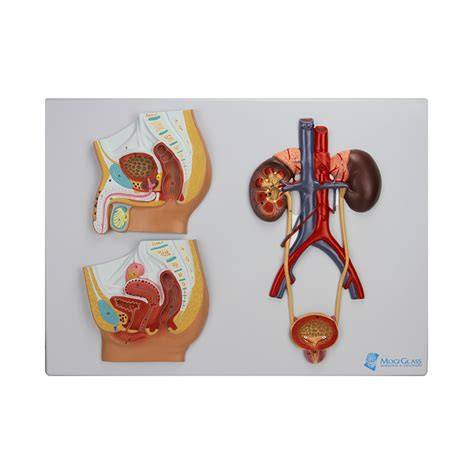 Diagrama alegerea plantelor: fertilitatea feminina vs masculina