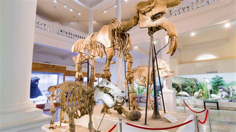 Schelet de dinozaur în Muzeul Național de Istorie Naturală 