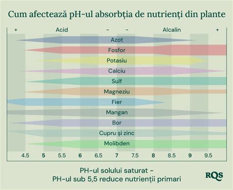 Infografic: Cum afectează pH-ul absorbția nutrienților la plante