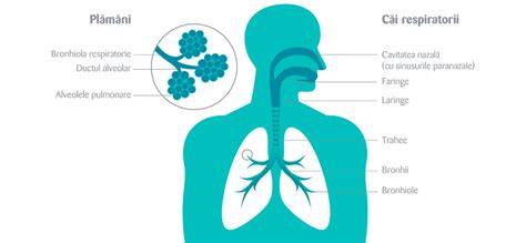 Infografic: Cauze obstructive ale cailor respiratorii la sugari