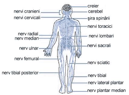 schemă sistem nervos