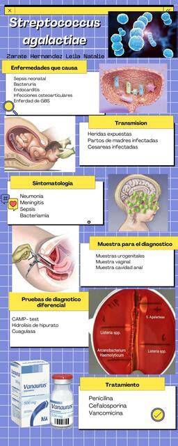 Infografic: Calea transmiterii Streptococcus agalactiae de la mamă la copil