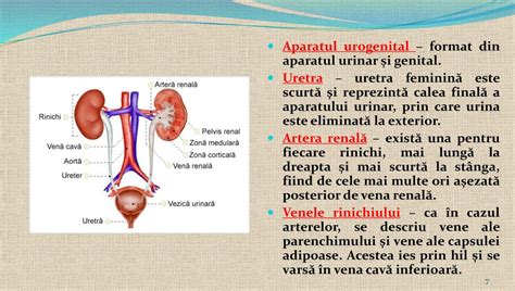 Schemă anatomică a articulațiilor