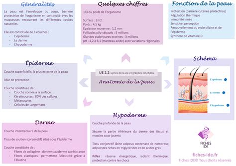 Schema anatomie incizie cezariană Pfannenstiel