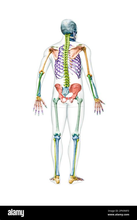 Schema triajului medical