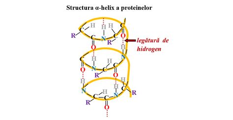Structura moleculară a proteinelor hidrolizate
