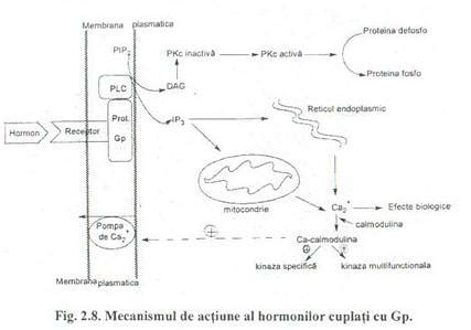 Infografic: mecanismul de actiune al Scobutil si rolul anticolinergic