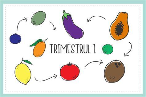 Ilustrație: maturizarea organelor fătului în trimestrul 3