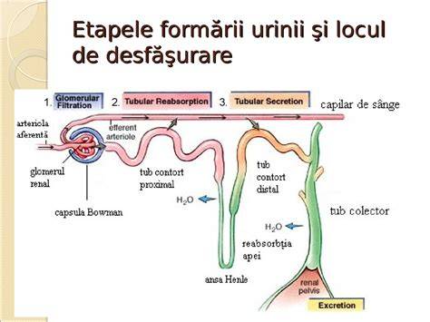 Ilustrare: Schema etapele colectării urinei la sugari cu punga urinară