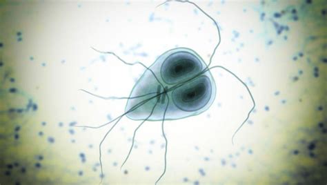 Ilustrație a parazitului Giardia la microscop