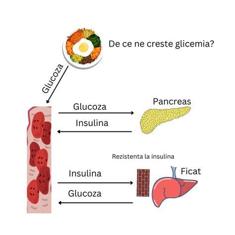 Infographic: Mecanismele fenugreekului asupra glicemiei, lactației și hormonilor