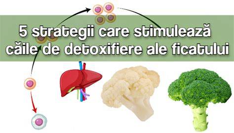 Ilustratie a ficatului si a sistemului de detoxifiere