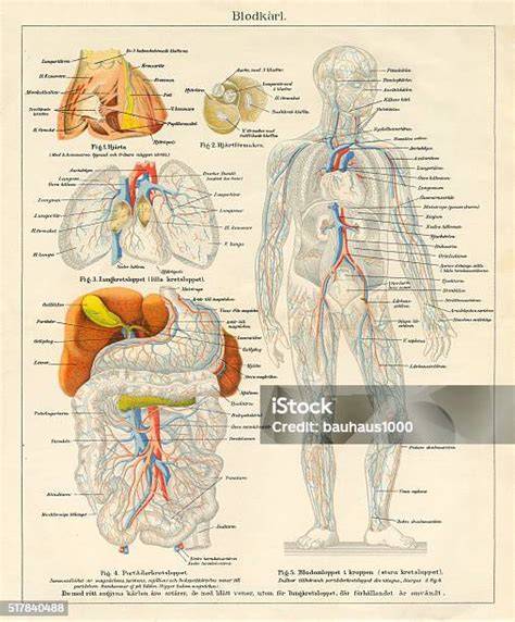 Infografic: Biologia PFIC și fluxul biliar