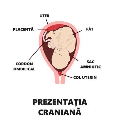 Pregătiri finale pentru naștere și poziția fătului