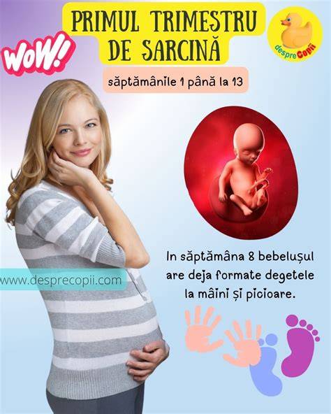 Schema saptamanilor de sarcina si ecografii recomandate
