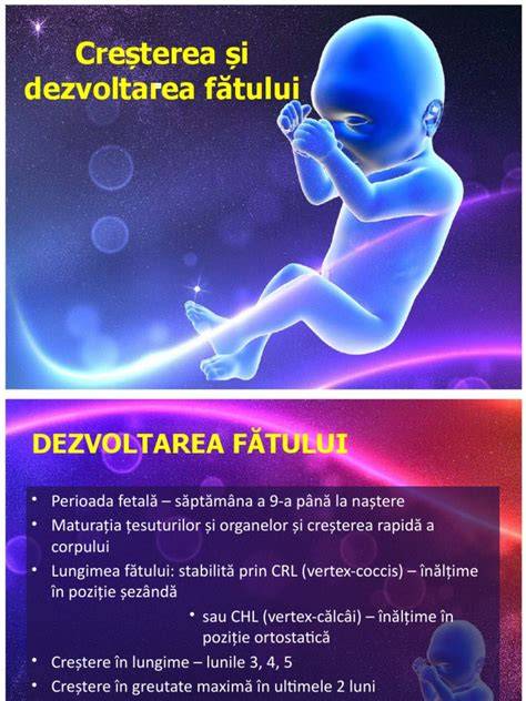 Dezvoltarea fatului in trimestre infografic