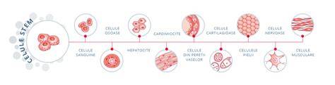 Infografic despre sursele de celule stem din țesuturile perinatale: cordon ombilical, placentă, gelatina Wharton