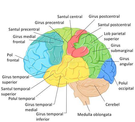 Diagramă a creierului pregnant cu zonele afectate